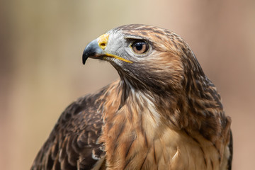 Red-tailed Hawk