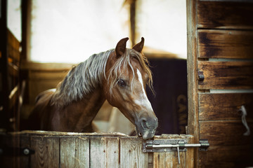 portrait of a red pony