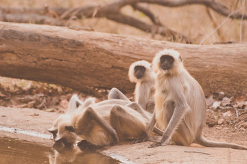 monkeys drinking water