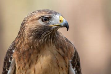 Red-tailed Hawk