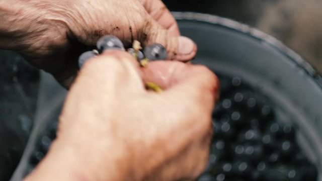 Grape harvest: senior farmer  separates grapes from a bunch in traditional way. Old winemaker
