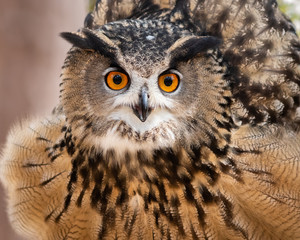 Eruasian Eagle Owl