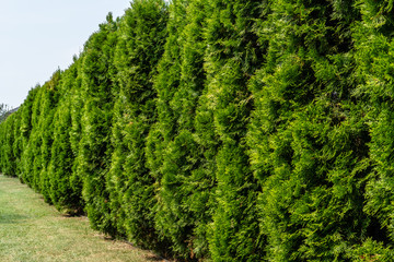 Green hedge of thuja trees. Landscape design concept. Evergreen plant.