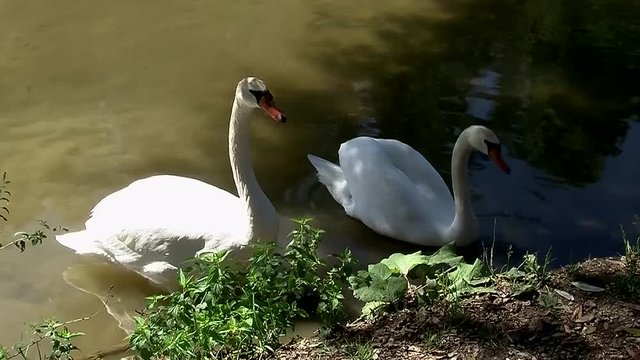 Zwei wei&szlig;e Schw&auml;ne und einer "schnaubt" ganz laut