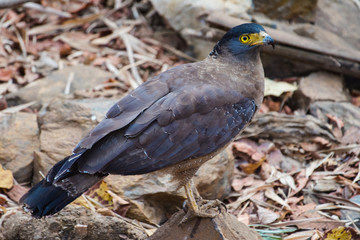 serpent eagle bird on ground