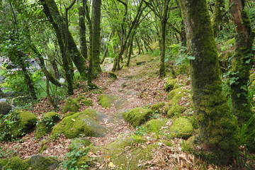 sendero de robles, piedras y flora a la orilla del rio ulla, magnifico entorno natural para relajarse y dejarse llevar por los sentidos, macara, la coruña, galicia, españa