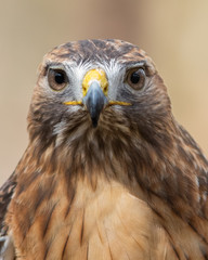 Red-tailed Hawk