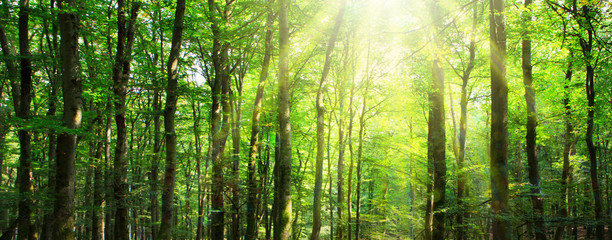 Sunlight in the green forest. Summer background.