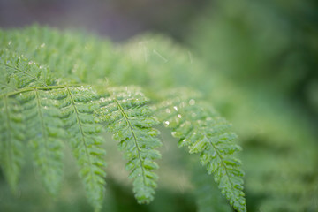 Plant with dew