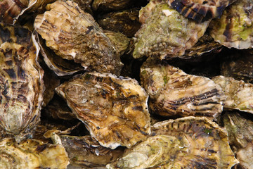 Fototapeta na wymiar Background of oysters in a fish market