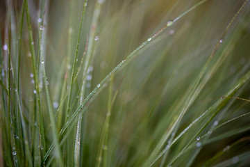 Grass with dew