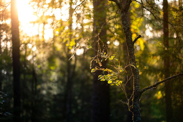 Early morning Forest