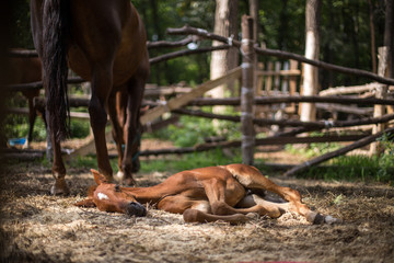 Obraz premium Mare with foal