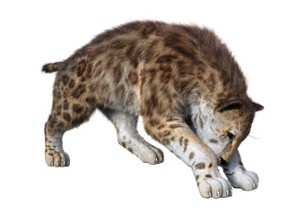 3D Rendering Sabertooth Tiger on White