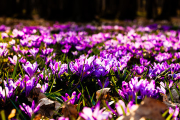 Saffron flowers blossom in the National park