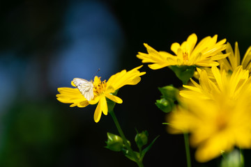 Wunderful colorful flowers