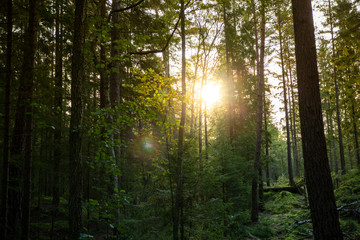 Fototapeta na wymiar Early morning Forest