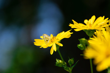Wunderful colorful flowers