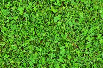 Field of lush green grass. Texture. Background.