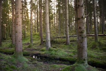 Early morning Forest