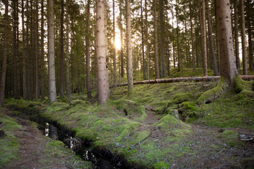 Early morning Forest