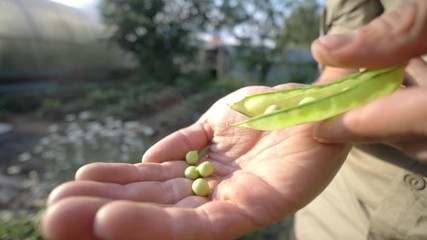 Young farmer examining green bean or pea plantation. Farmer hands holding ripe green peas. Delicious wholesome food. Vegetable diet, organic farming. Grean peas plants
