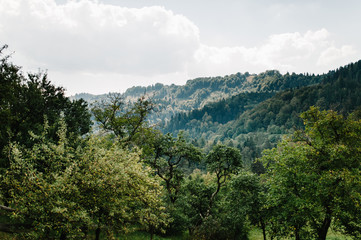 Mountains Carpathians Ukraine. mist ledge of a mountain, summer, park, trees, mountains On the horizon. The sun shines. landscape, landscape, nature, greenery. Sun sets behind clouds