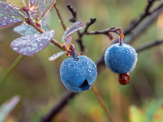 bog whortleberry close up