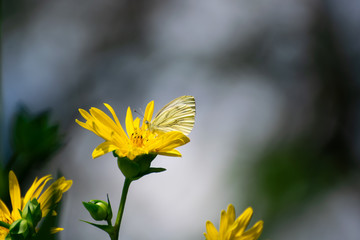 Wunderful colorful flowers