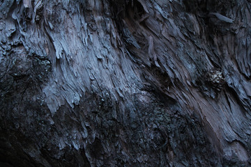 close-up on texture of old tree trunk