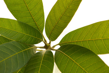 green mango leaves on white background