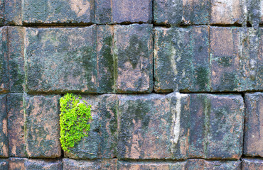 The picture of a weed tree on an old brick wall