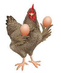 poule, coq, oeuf, isolé, ferme, animal, volaille, gris, fière, producteur, montrer, agriculture, coquelet, oiseau, domestique, brun, poussin, bec, rouge, bétail, oeuf, agriculture, viande, rural, natu