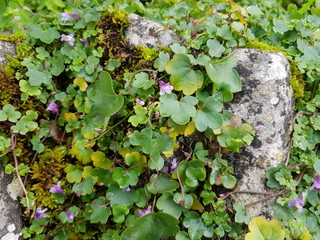 Ivy Leaved Toadflax Purple Yellow Flowers
