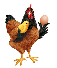 poule, coq, oeuf, isolé, ferme, animal, volaille, noir et marron, fière, producteur, montrer, agriculture, coquelet, oiseau, domestique, brun, poussin, bec, rouge, bétail, oeuf, agriculture, viande, r