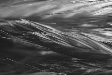 A super macro black and white photograph of a mix of grass and flowers creating an abstract...