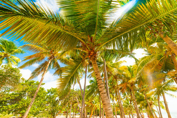 Sun shining over Bois Jolan beach in Guadeloupe