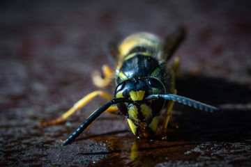 A super macro photograph of a wasp feeding on a puddle of sticky honey on a summer evening on a rusty metal textured background