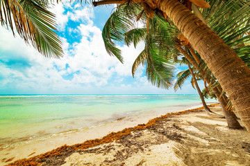 Palm trees in Bois Jolan beach in Guadeloupe