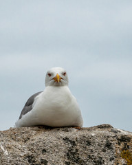 Seagulls with Cíes Islands. Archipelago off the coast of Pontevedra in Galicia (Spain), in the mouth of the Ria de Vigo. 