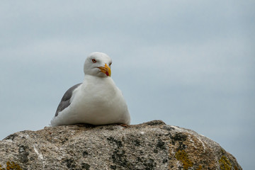 Seagulls with Cíes Islands. Archipelago off the coast of Pontevedra in Galicia (Spain), in the mouth of the Ria de Vigo. 