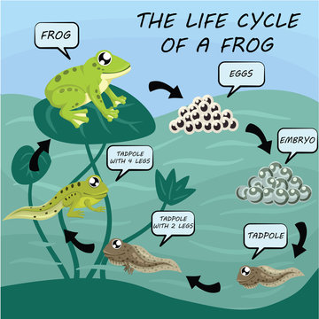 Green Frog Life Cycle Images, Stock Photos & Vectors 
