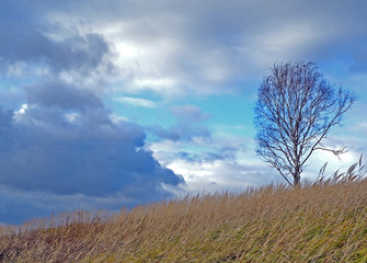lonely tree