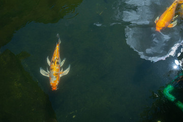 Fototapeta na wymiar Movement of swimming fancy crap or koi fish colorfish energy of lucky .