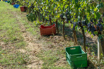 Long row of plastic crates for harvesting black grapes in a Tuscan vineyard during the harvest