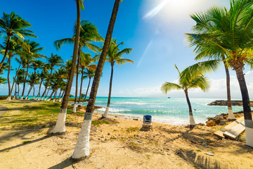 Obraz premium Palm trees and beach chair in Guadeloupe