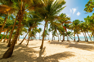 Fototapeta na wymiar Palms and sand in Bois Jolan beach in Guadeloupe