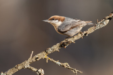 Brown-headed Nuthatch