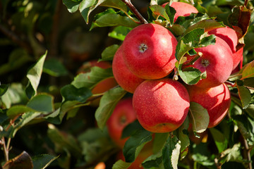 Shiny delicious apples hanging from a tree branch in an apple orchard