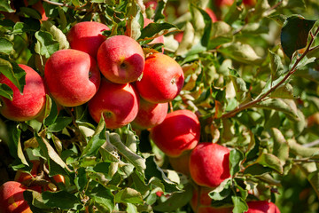Shiny delicious apples hanging from a tree branch in an apple orchard